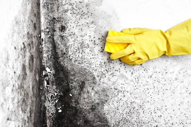 Best Commercial Mold Removal  in Verona, KY