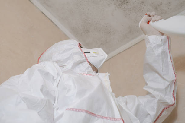 Best Affordable Mold Removal  in Verona, KY