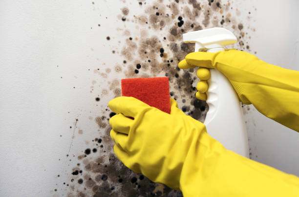 Best Toxic Mold Removal  in Verona, KY