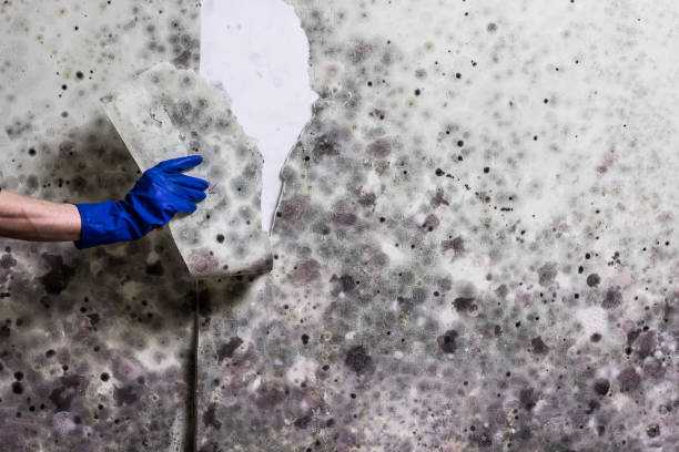 Best Black Mold Removal  in Verona, KY