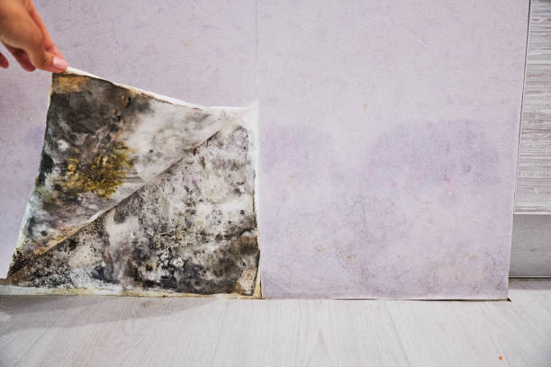 Best Mold Cleaning Services  in Verona, KY